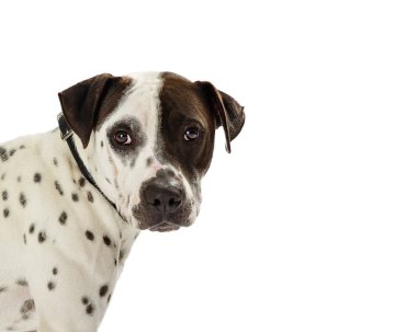 Terrier karışık doğurmak köpek beyaz kürk ve beyaz arka plan üzerinde siyah noktalar