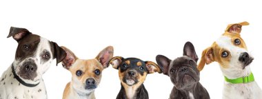 Satır farklı cins köpekler beyaz arka plan üzerinde izole 