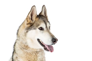  Beyaz arka plan üzerinde kamera poz Sibirya Husky köpek