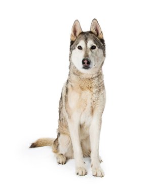  Beyaz arka plan üzerinde kamera poz Sibirya Husky köpek