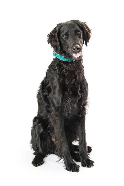Черный Цвет Лабрадудл Собака Позирует Белом Фоне — стоковое фото