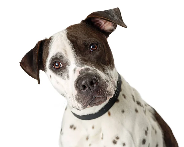 Terrier Blandad Ras Hund Med Vit Päls Och Svarta Fläckar — Stockfoto