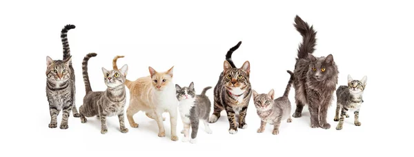 Farklı Doğurmak Cats Beyaz Arka Planda Satır — Stok fotoğraf