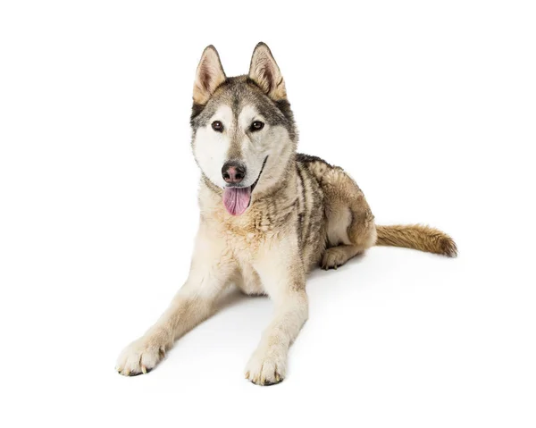 Siberiano Husky Perro Posando Cámara Sobre Fondo Blanco — Foto de Stock