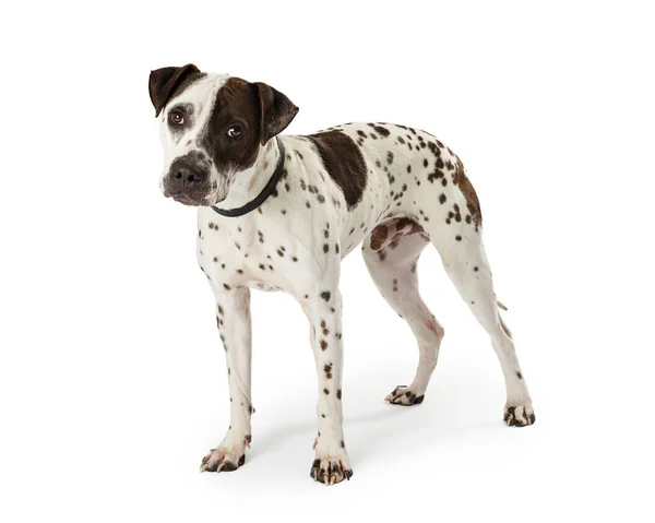 小猎犬混合犬白色皮毛和黑色斑点白色背景 — 图库照片
