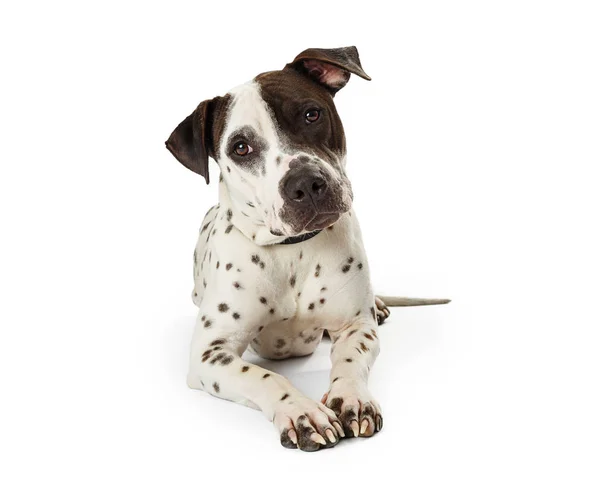 Terrier Cão Raça Mista Com Pele Branca Manchas Pretas Fundo — Fotografia de Stock