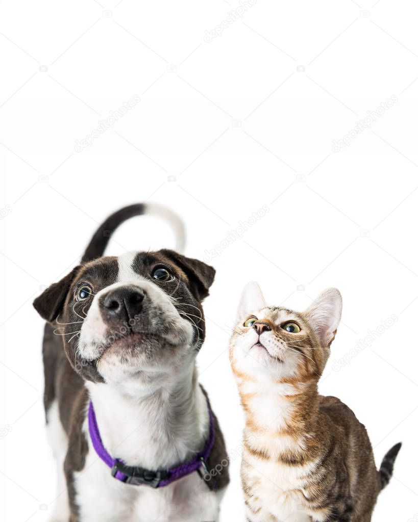 black and white color puppy and tabby kitten on white background