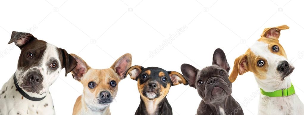 Row of different breed dogs isolated on white background 