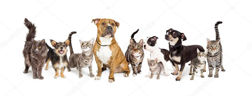 Row of different breeds of cats and dogs on a white background