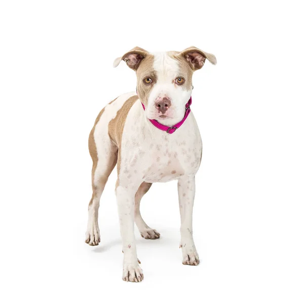 Piękny Pies Pit Bull Terrier Wyrażeniem Nieśmiały Nieśmiałe Stojąc Biały — Zdjęcie stockowe