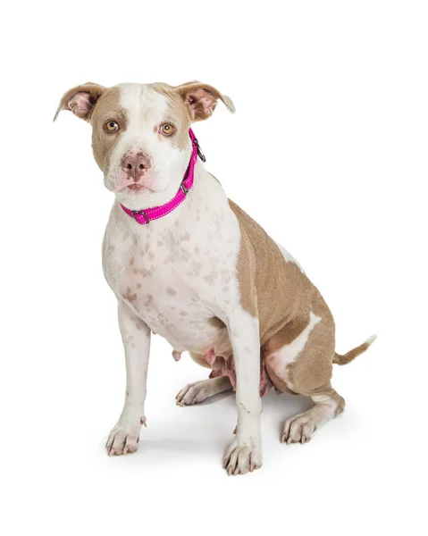Vackra Kvinnliga Grop Tjurhund Med Blyg Och Försagd Uttryck Som — Stockfoto