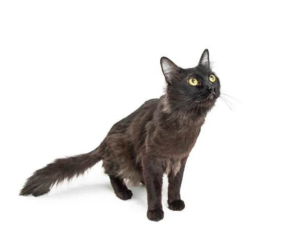 Gato Negro Con Expresión Curiosa Sentado Blanco Mirando Hacia Arriba —  Fotos de Stock