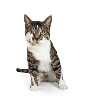 Beyaz üzerinde oturan ve kameraya doğru seyir oldukça siyah kahverengi ve beyaz tekir kedi