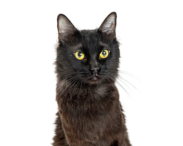 Retrato Primer Plano Hermoso Gato Negro Con Ojos Amarillos Aislados —  Fotos de Stock