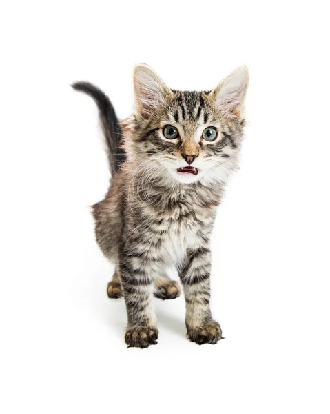 Aranyos Fiatal Cirmos Cica Miau Nyitott Szájjal Fehér Állva — Stock Fotó