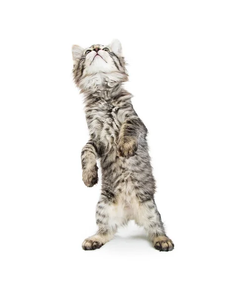 Cute Curious Little Gray Color Tabby Kitten Standing Hind Legs — Stock Photo, Image