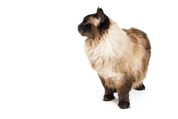 Beautiful Himalayan Cat Standing White Looking Side Blank Room Text — Stock Photo, Image