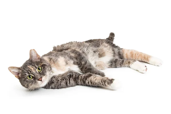 Genç Güzel Alaca Kedi Tarafında Aşağı Yalan Kameraya Dört Gözle — Stok fotoğraf