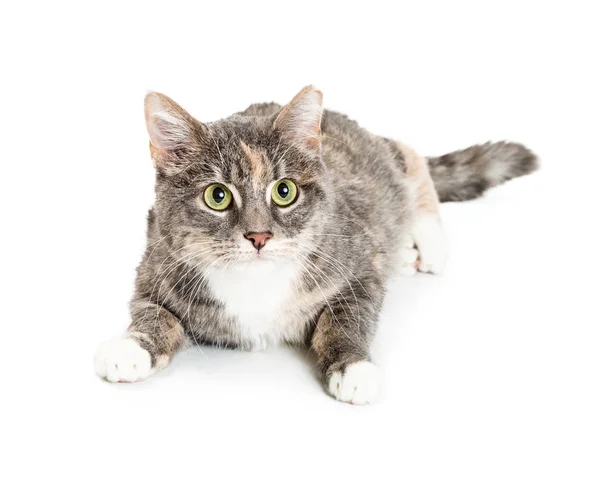 Ganska Ung Kalikå Katt Liggande Vit Bakgrund — Stockfoto