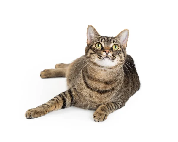 Söt Brun Och Svart Randig Inhemska Tabby Katt Liggande Vitt — Stockfoto