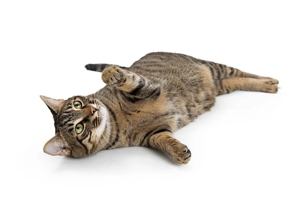 Skotačivý Mladé Mourovatá Kočka Leží Boku Tlapa Zvedla Hrát — Stock fotografie