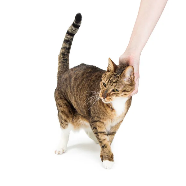 ᐈ Scratching stock photos, Royalty Free scratching photos download on