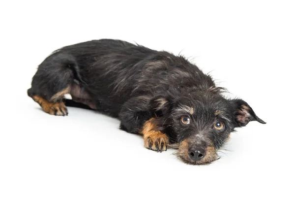 Cute Small Mixed Terrier Breed Dog Lying Looking Guilty Scared — Stock Photo, Image