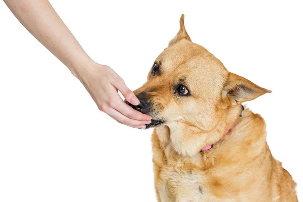 人の手の大規模な給餌混合シェパード犬の御馳走 白で隔離 — ストック写真