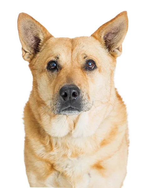 Close Foto Van Een Herder Kruising Kijken Naar Camera Geïsoleerd — Stockfoto