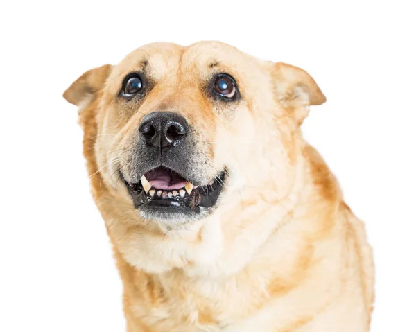 Closeup Portret Van Een Schattige Grote Rashond Met Een Blij — Stockfoto