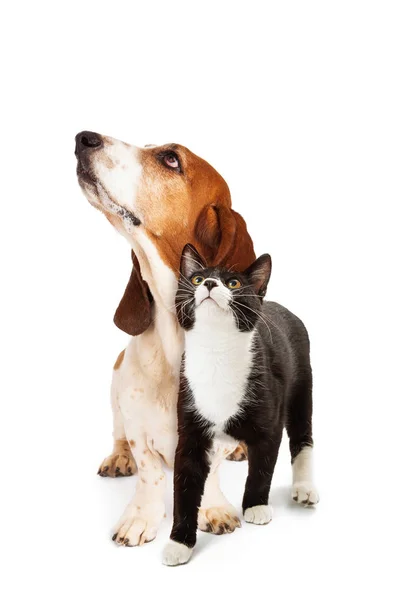 Bassetthund Und Smoking Katze Gemeinsam Über Weiß Schauen Nach Oben — Stockfoto