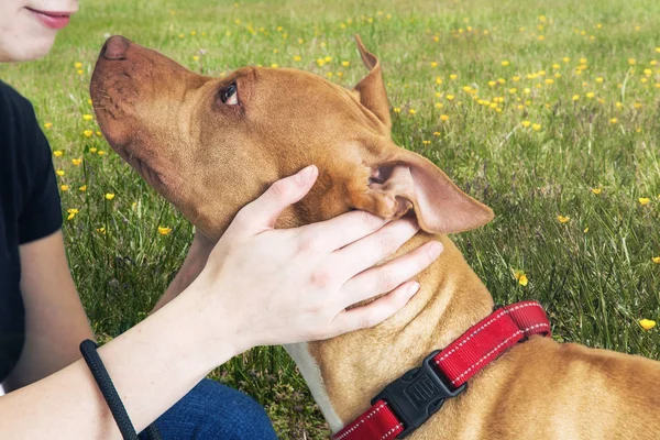 Perro Grande Aire Libre Mirando Cara Recortada Una Mujer Con — Foto de Stock