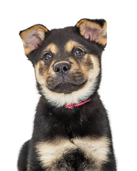 Beyaz Bir Şirin Rottweiler Chow Yavrusu Köpeği Closeup Portresi — Stok fotoğraf