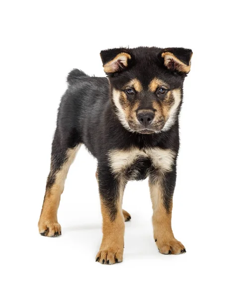 Bonito Jovem Rottweiler Chow Misturado Cachorro Raça Grande Cão Fundo — Fotografia de Stock