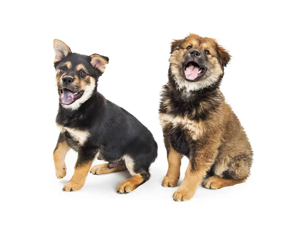 Zwei Süße Rottweiler Und Chow Welpen Auf Weiß Sitzend Mit — Stockfoto