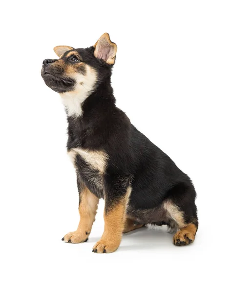 Cute Rottweiler Crossbreed Puppy Dog Sitting Side Looking White Background — Stock Photo, Image