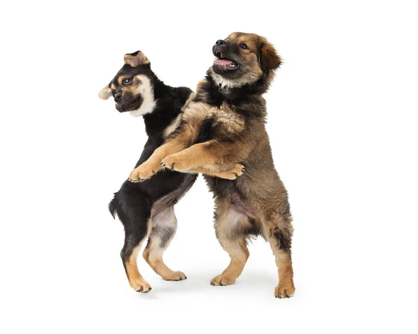 Deux Chiots Race Mixte Mignons Chow Rottweiler Debout Jouer Lutte — Photo