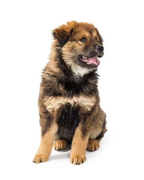 Cute Young Chow Rottweiler Crossbreed Dog Sitting White Background Happy — Stock Photo, Image