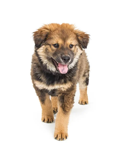 Симпатичный Молодой Чоу Собака Скресток Ротвейлера Стоят Белом Фоне Счастливым — стоковое фото