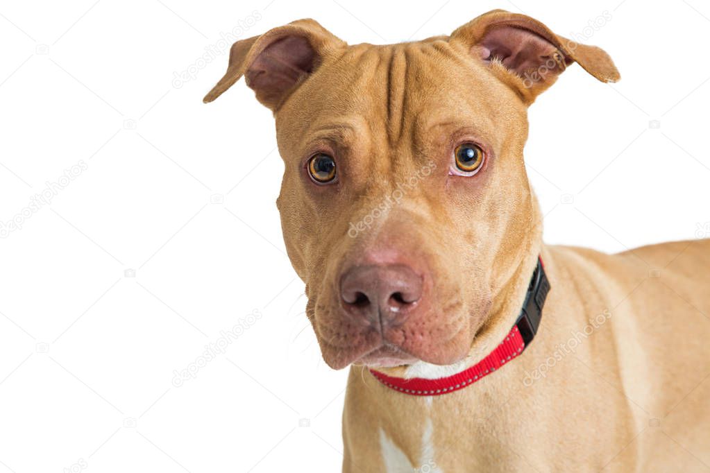 Closeup portrait of Pit Bull crossbreed dog isolated on white
