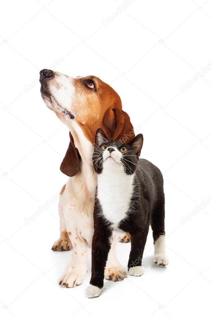 Basset Hound Dog and tuxedo cat together over white, looking up