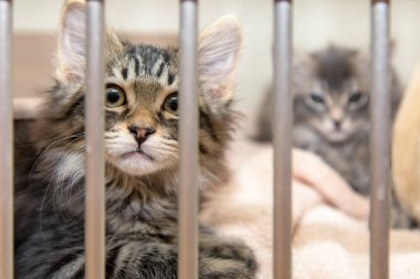 Üzgün büyük çukur boğa doğurmak köpek köpek kulübesi de kurtarmak sığınak parmaklıklar arkasında