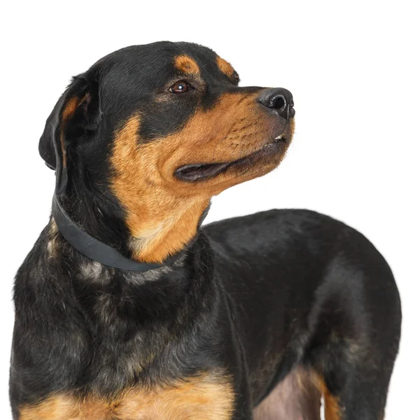 Närbild Foto Rottweiler Hund Över Vita Tittar Sidan — Stockfoto