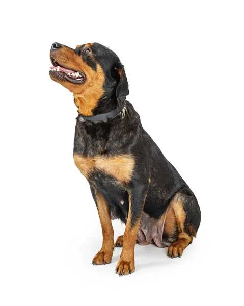 Bella Femmina Cane Rottweiler Seduto Lato Sopra Bianco Guardando Alto — Foto Stock