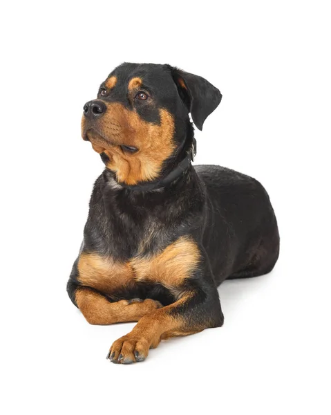 Szép Nagy Tenyészt Rottweiler Kutya Fehér Szeretnének Oldalán — Stock Fotó