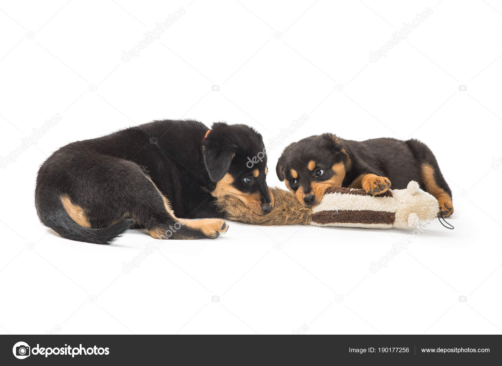 stuffed rottweiler puppy
