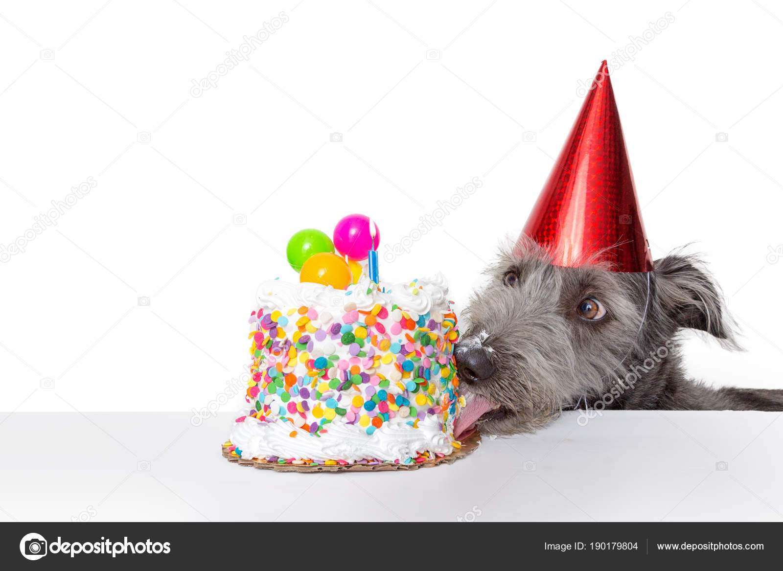 誕生日ケーキ 犬写真素材 ロイヤリティフリー誕生日ケーキ 犬画像 Depositphotos 誕生日ケーキ 犬写真素材 ロイヤリティフリー誕生日ケーキ 犬画像 Depositphotos