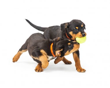 Two cute young Rottweiler puppy dogs playing with a yellow tennis ball together clipart