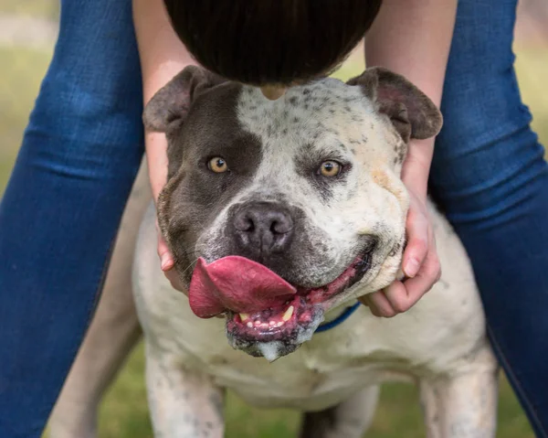 Właściciel Dużej Pit Bull Terrier Pies Schylania Pet Głowa Duży — Zdjęcie stockowe
