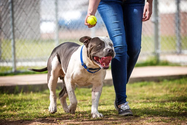 Velký Americký Stafordšírský Teriér Pit Bull Plemeno Psa Hrát Míč — Stock fotografie